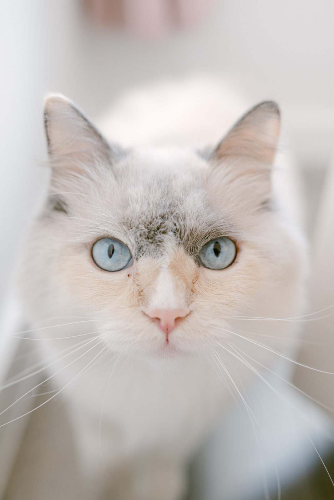 Blue eyes cat 