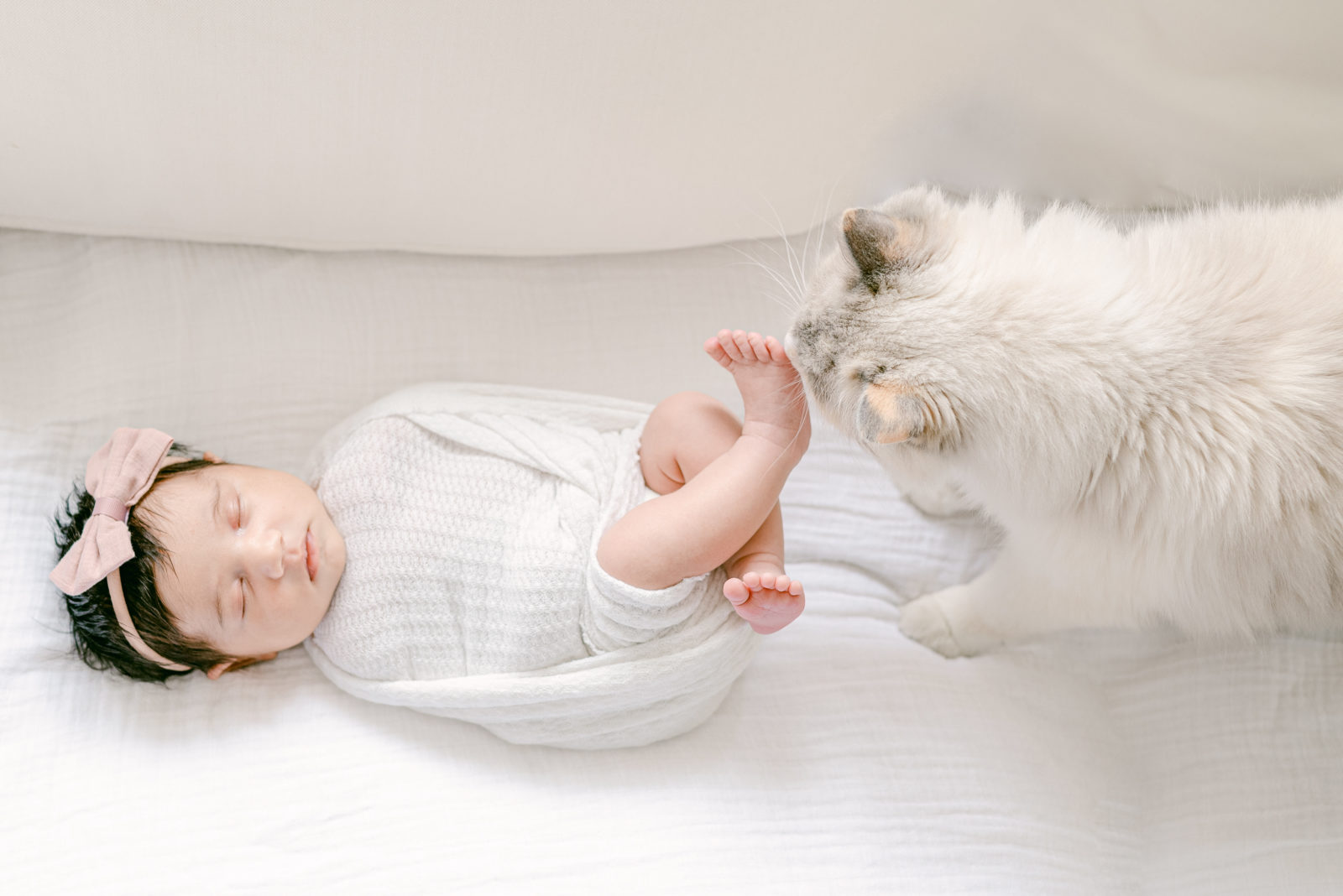 Cat comes to smell newborn baby 