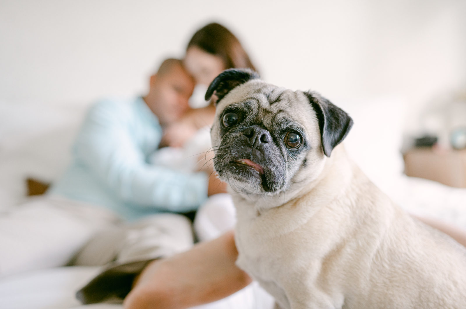 Pug family pet during at home lifestyle newborn photos
